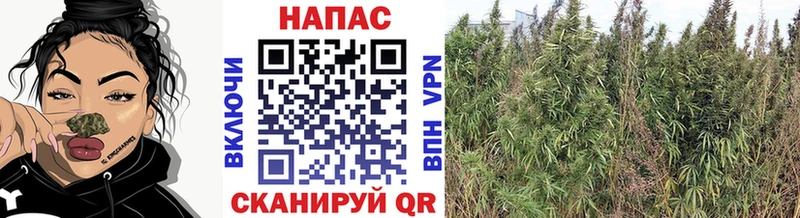МАРИХУАНА планчик  Пятигорск 